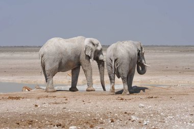 Etoşa 'daki fil suyu.