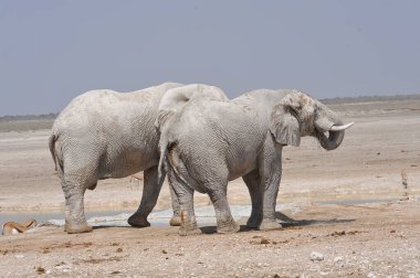 Etoşa Ulusal Parkı 'ndaki fil, Namibya