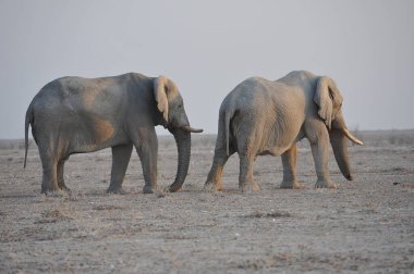 Kenya savanındaki fil