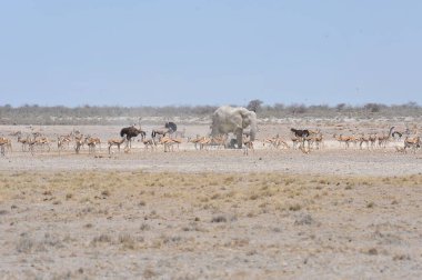 Etoşa 'daki vahşi at sürüsü.