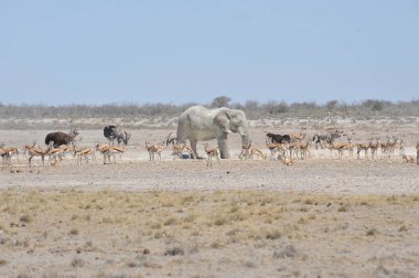 Savannah, Namibya 'da bir grup vahşi fil.