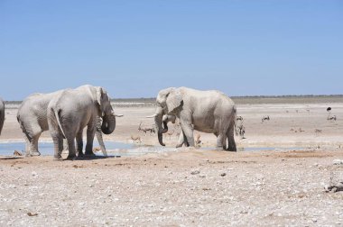 Afrika savanasındaki filler