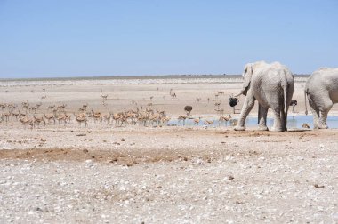 Savanadaki bir grup vahşi hayvan.