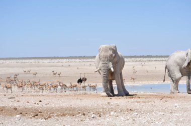 Afrikalı vahşi hayvanlar doğada