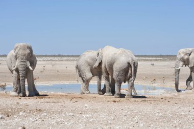 Etoşa Ulusal Parkı, Namibya 'da bir grup fil