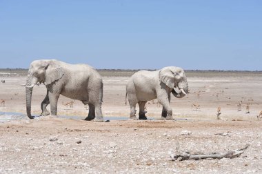 Filler içinde etkin ulusal Park'ta Namibya
