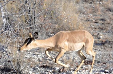 Kış ormanda vahşi Impala