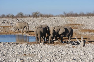 Afrika filleri içme suyu