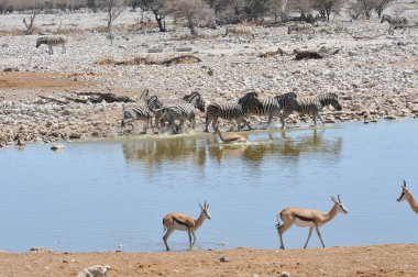 Afrikalı bir kuş sürüsü.