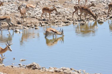Sudaki bir geyiğe yakın çekim.