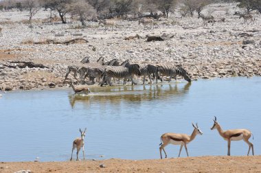 Etoşa Ulusal Parkı 'ndaki sugolar.