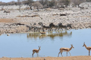 su birikintisinin etkin ulusal park, Namibya