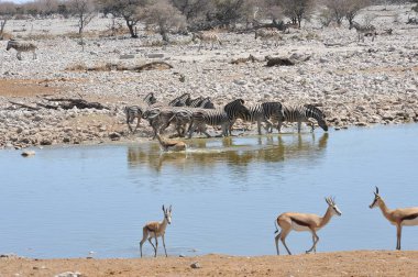 Etoşa 'da su, namibya