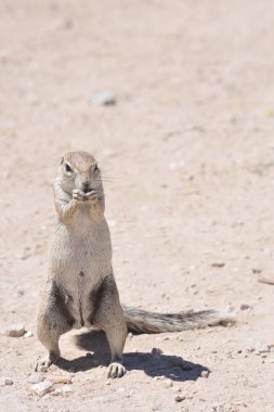 Çöldeki sevimli sincap.