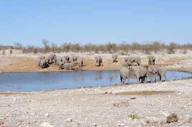 Etoşa Ulusal Parkı Namibya 'nın su birikintisinde bir fil sürüsü.