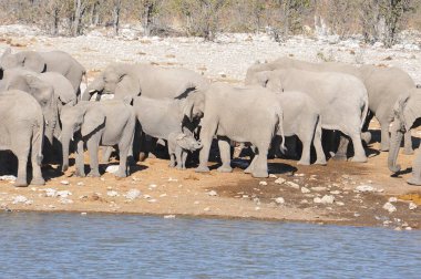 Kruger Ulusal Parkı 'nda Afrika fili