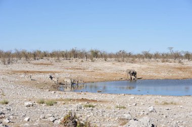 Ormanda ağaçlı bir gölet manzarası