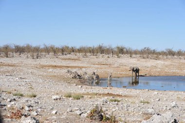 Etkin Milli Parkı, Namibya