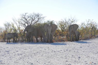 Kruger Ulusal Parkı 'ndaki fil, Güney Afrika