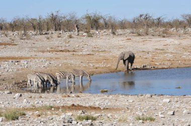 etkin ulusal park, Namibya Afrika fili
