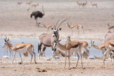 Çölde bir zebra sürüsü