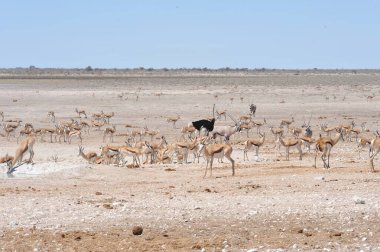 Namibya 'daki Etoşa Ulusal Parkı' nda vahşi Dededu