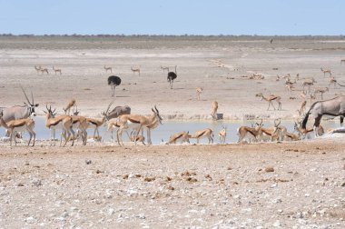 Afrika sütyen sürüsü Namibya 'daki Etoşa safari parkında.