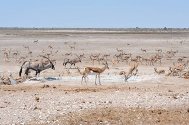 Çöldeki vahşi hayvan sürüsü.