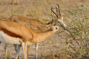 Vahşi doğada geyik