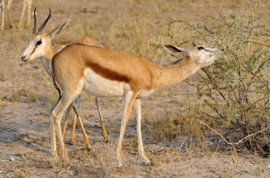 Erkek kudu, gelaphus gelaphus, dişi ve büyük kırmızı antilop.