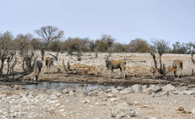 Namibya 'daki Afrika savanı sürüsü.