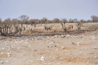 Çölde bir koyun sürüsü