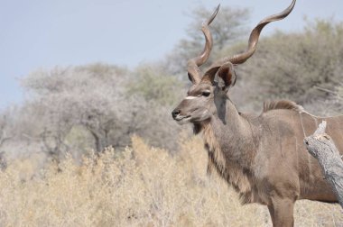 Çölde bir erkek boğa