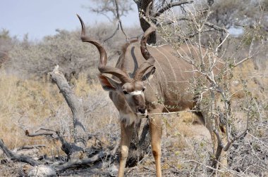 a closeup shot of a male deer in the desert