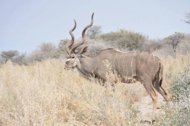 Güney Afrika 'da boğa vahşi doğada