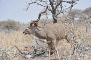 Afrikalı vahşi hayvanlar vahşi Afrika 'da.
