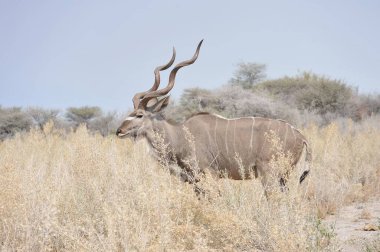 Savanadaki büyük boğa.