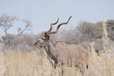 Bir erkek ve dişi ceylan bozkırda
