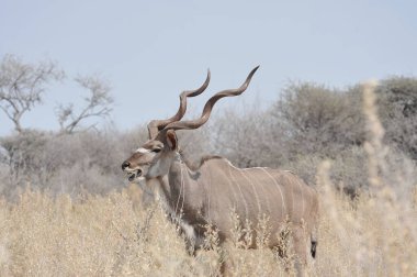 Afrika bozkırlarında kurak mevsimde erkek kudu çalılıkta duruyor.