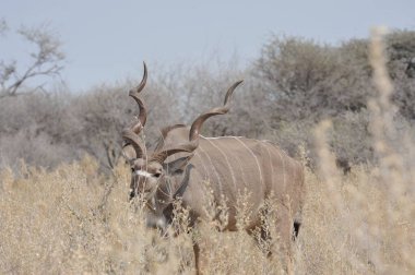 Çölde erkek ve dişi bir boğanın güzel bir fotoğrafı.