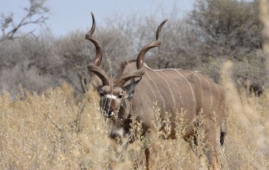 Afrika 'nın vahşi doğasındaki doğal yaşam alanındaki Afrika antilobu.