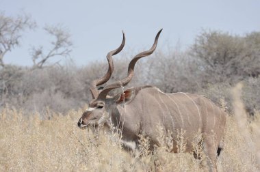 Afrika Bizonu, Ceratocerta Kafe, Doğal yaşam alanında yetişkin, Güney Afrika