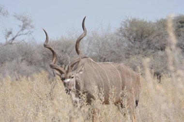 Afrika zebrası vahşi doğada Kenya bozkırında