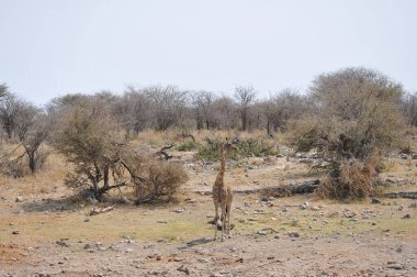 Savanada güzel bir zürafa resmi.