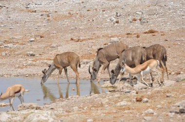Etoşa Ulusal Parkı 'nın sularında vahşi bir su birikintisi