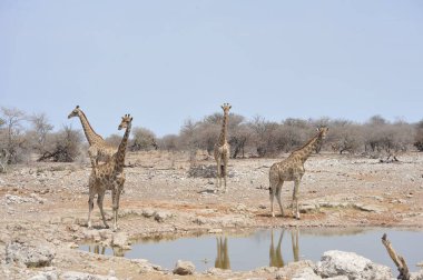 Etosha Ulusal Parkı Namibya Zürafası