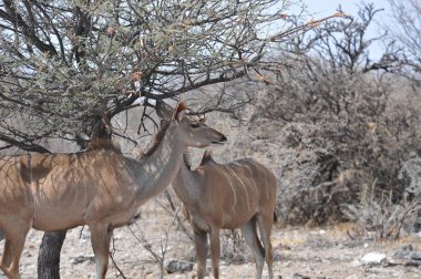 Doğadaki güzel geyik manzarası