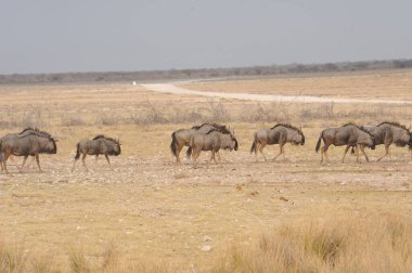 Savanadaki bir grup vahşi hayvan