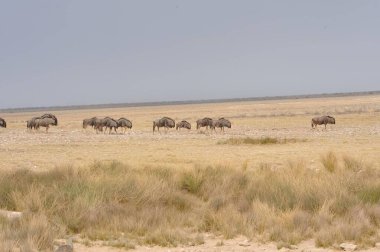 Bir grup zebra bozkırda