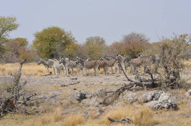 Savanadaki Afrikalı sütyen sürüsü.